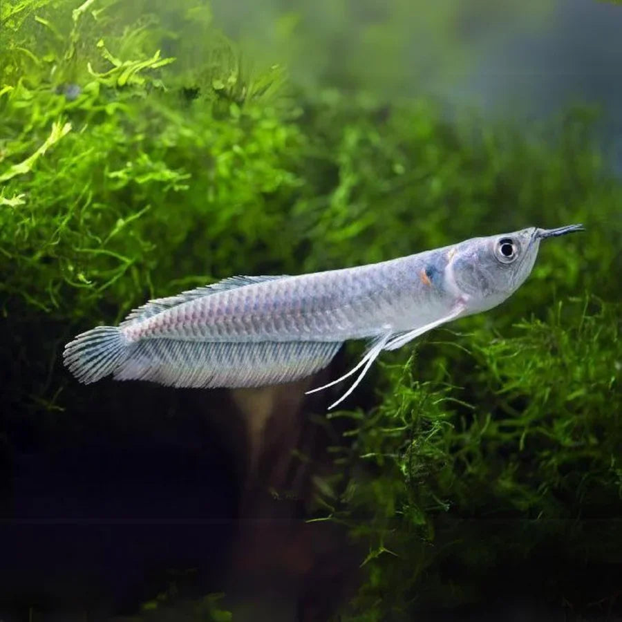 Silver Arowana 8-9"