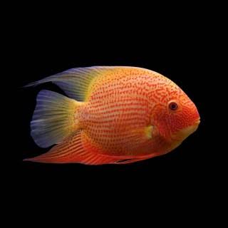 Red Spotted Severum 4"
