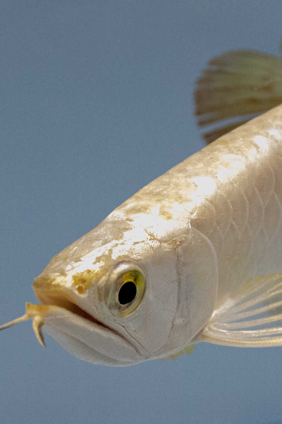 Arowana