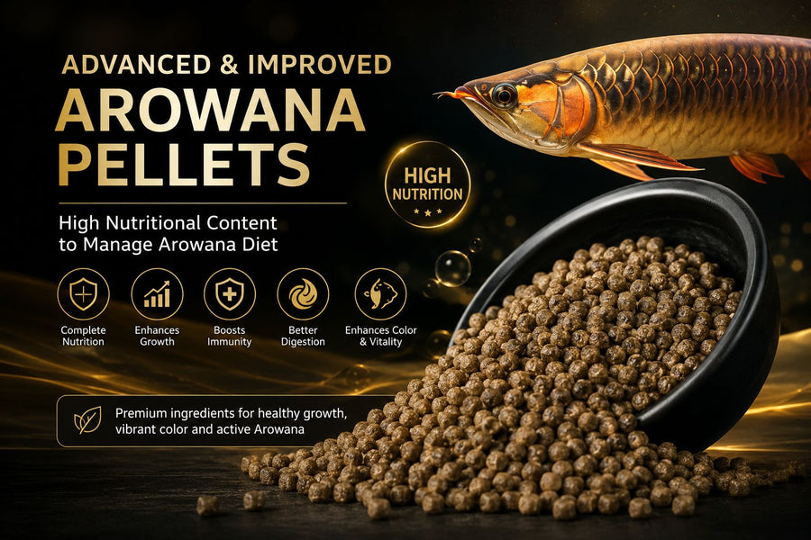Fish Food & Nutrition