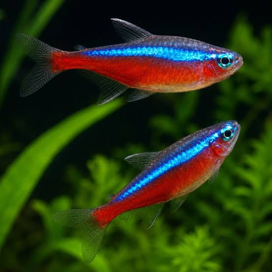 Tetras