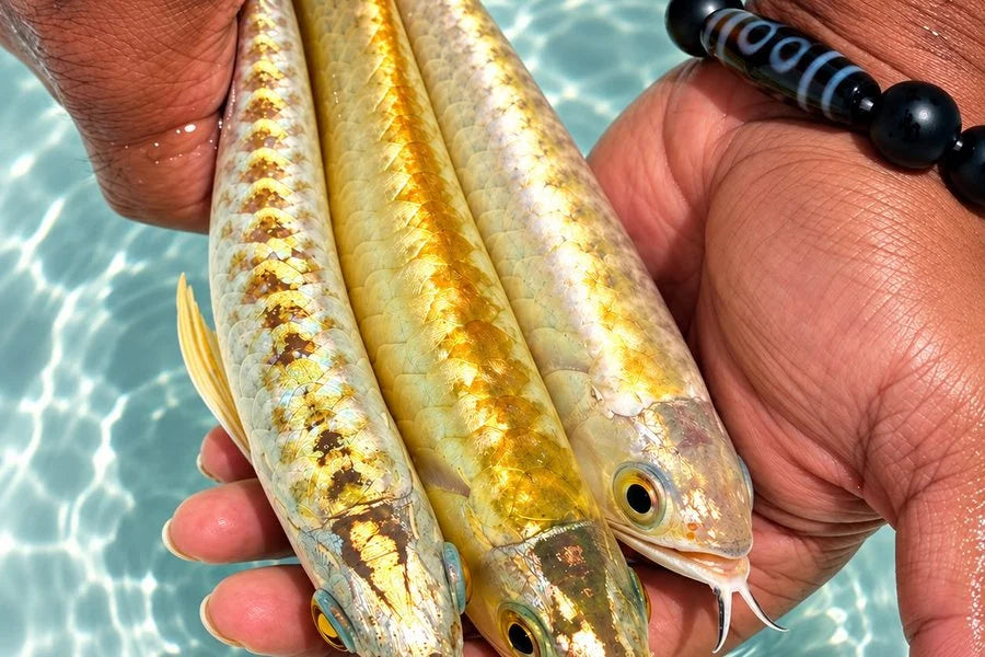 Arowana