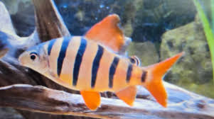 Six-Barred Distichodus 4" ( Pack of 2 )