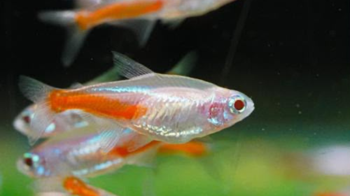 Albino Neon Tetra (Pack of 24pcs)