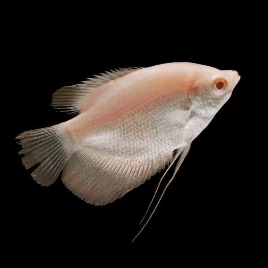 Albino Giant Gourami 3" ( Pack of 4 )