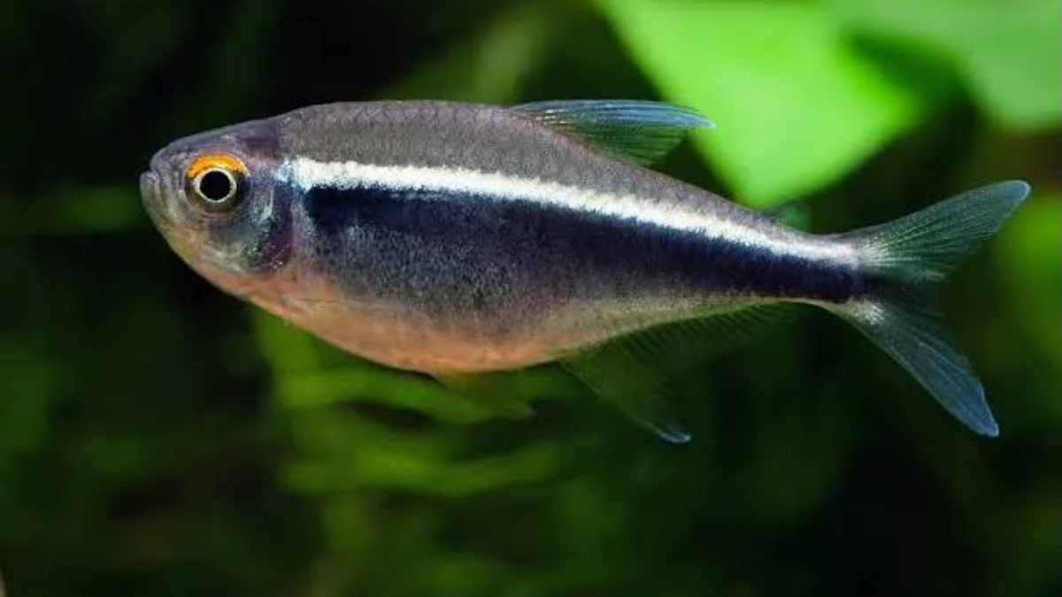 Black Neon Tetra (Pack of 12pcs)