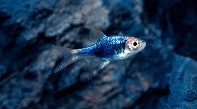 Brilliant Purple Harlequin Rasbora (Pack of 6pcs)