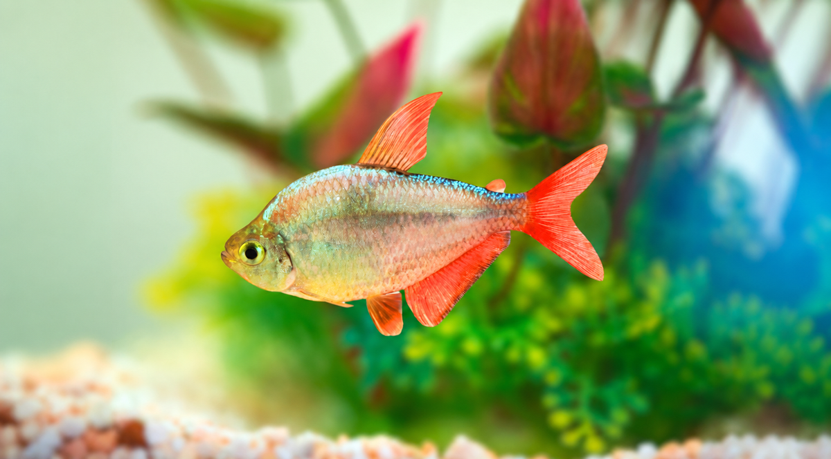 Columbian Tetra (Pack of 12pcs)