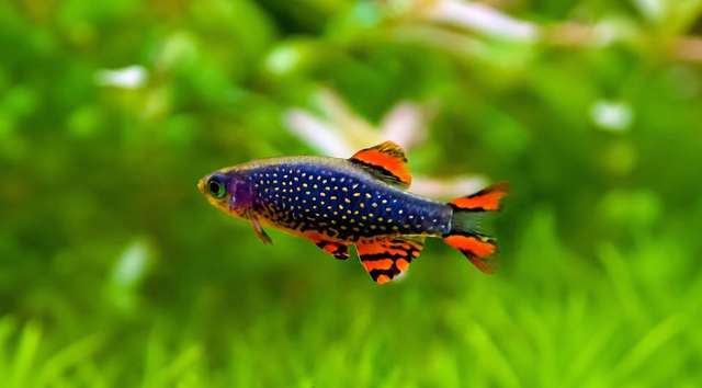 Micro Galaxy Rasbora (Pack of 6pcs)
