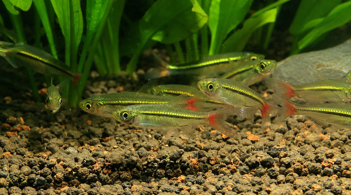 Red Tail Rasbora (Pack of 6pcs)