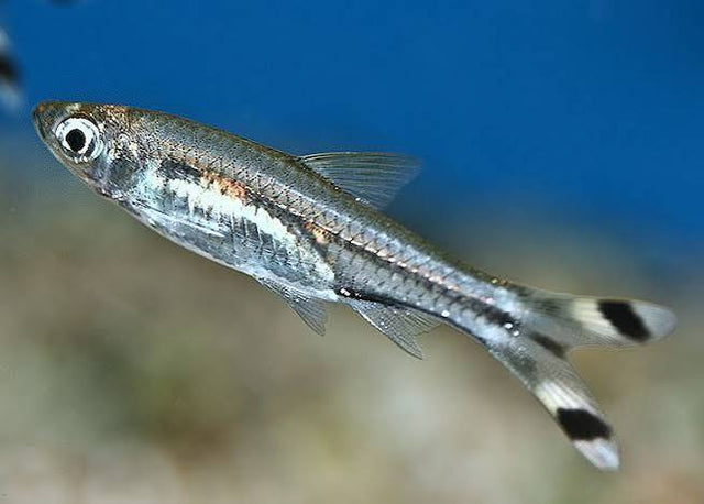 Black scissor tail rasbora (Pack of 6)