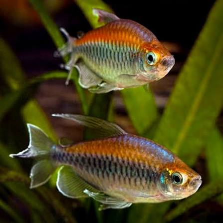 Congo Tetras 2" ( Pack Of 6 )