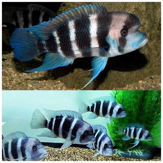 Cichlids