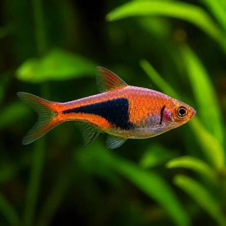 Rasboras